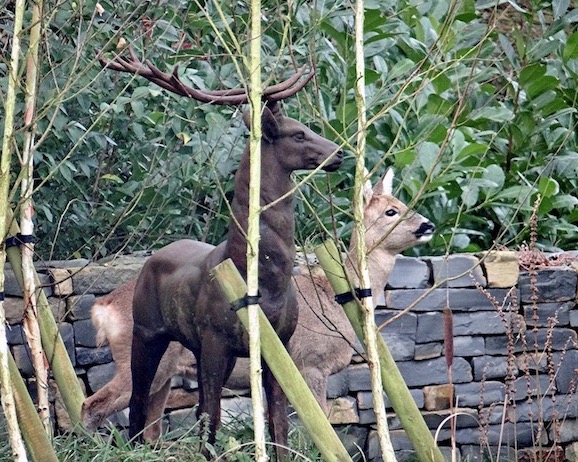 roe deer